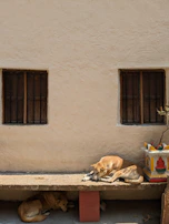 A group of dogs resting under a shady tree, catching their breath during a sunny afternoon walk.