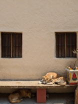 Two dogs rest peacefully in the shade against a cream-colored wall, with one dog lying on a concrete bench and the other on the ground. The wall features two small, barred windows, and there is a decorative, colorful pillar with a plant beside the bench.
