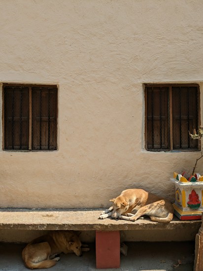 Two dogs rest peacefully in the shade against a cream-colored wall, with one dog lying on a concrete bench and the other on the ground. The wall features two small, barred windows, and there is a decorative, colorful pillar with a plant beside the bench.
