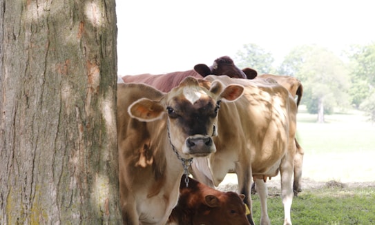 A group of cows standing under the shade of a tree in a grassy field. The cows vary in color, predominantly brown and white, and they appear to be resting comfortably. The surrounding landscape features green grass and trees in the background.