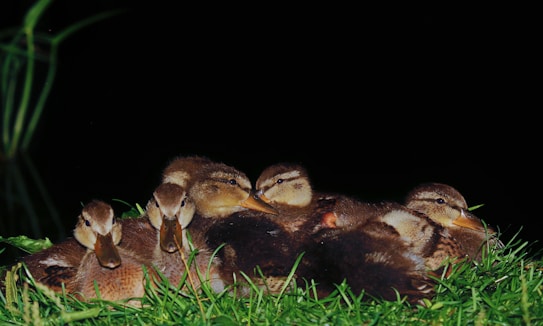 A group of ducklings is huddled together on grass. The scene is illuminated against a dark background, highlighting the soft feathers and the tender closeness of the ducklings. There are bright green blades of grass surrounding them.