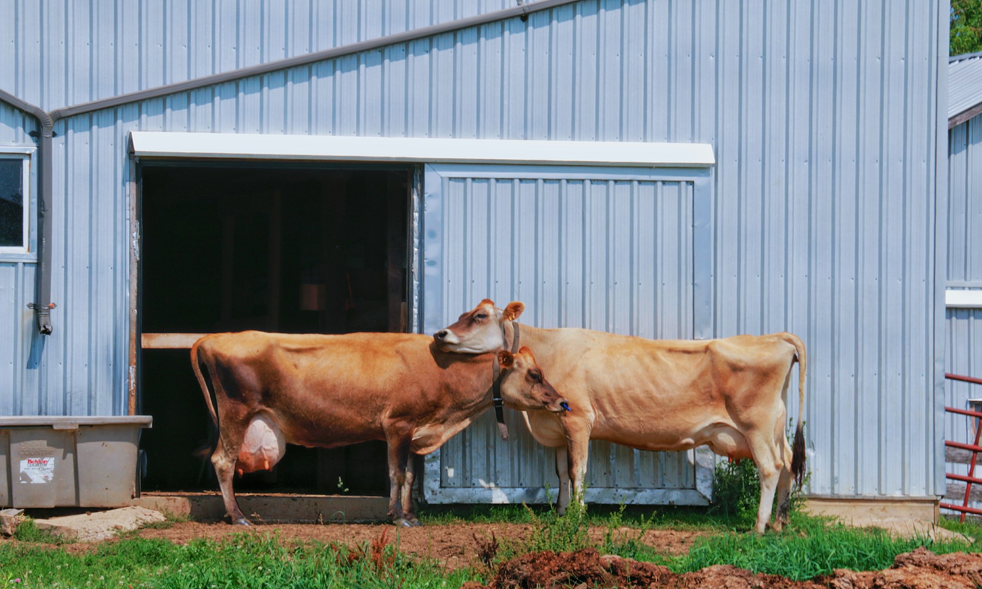 a couple of cows that are standing in the grass