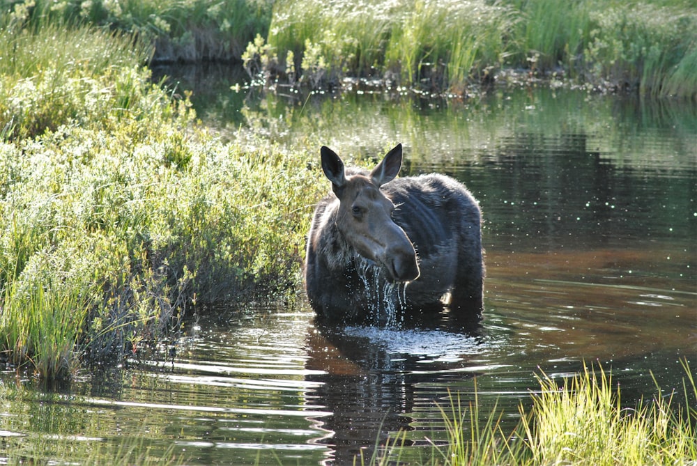 a donkey is standing in the water near the grass