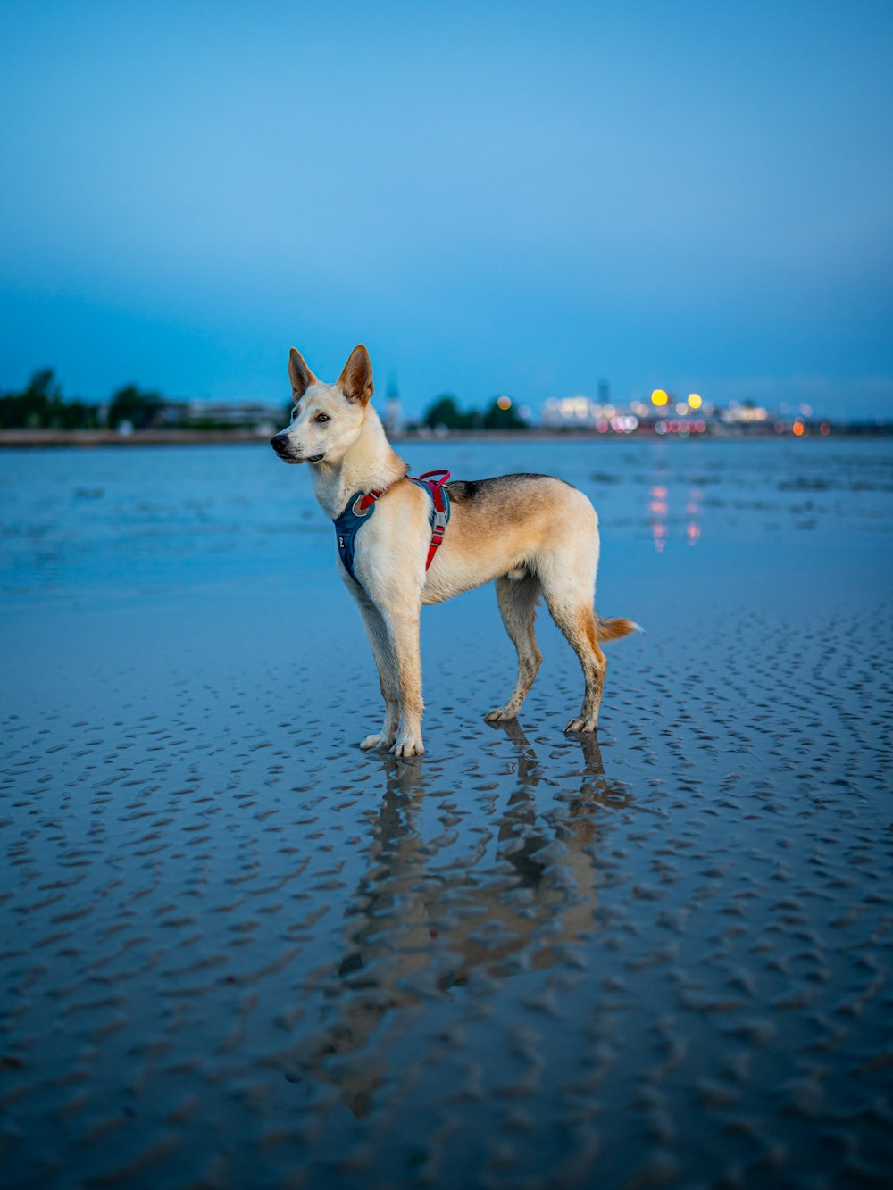 ein Hund, der an einem Strand neben dem Meer steht