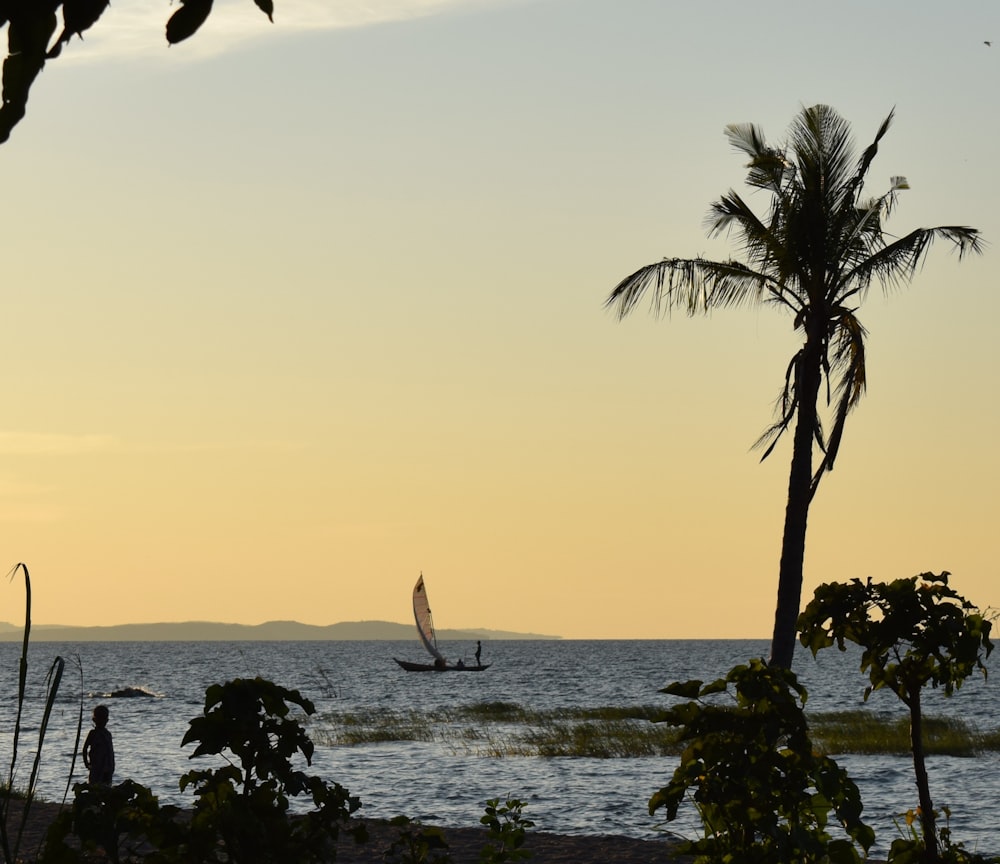 a sailboat in the distance with a palm tree in the foreground