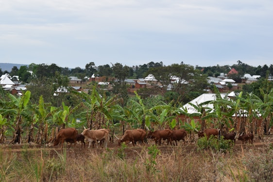 A group of brown cattle is grazing in a field with rows of banana plants. In the background, there are several houses with metal roofs set amidst lush greenery and trees. The sky is overcast, casting a muted ambiance over the landscape.