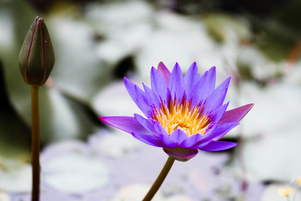 a purple flower with a yellow center in a pond