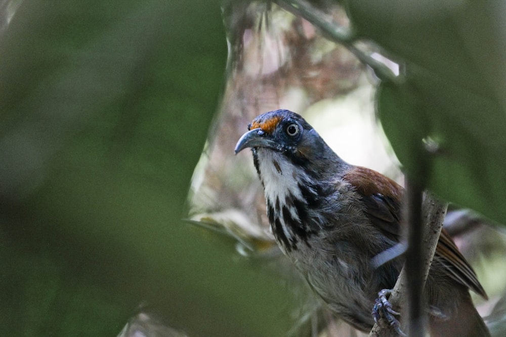 a small bird perched on a tree branch