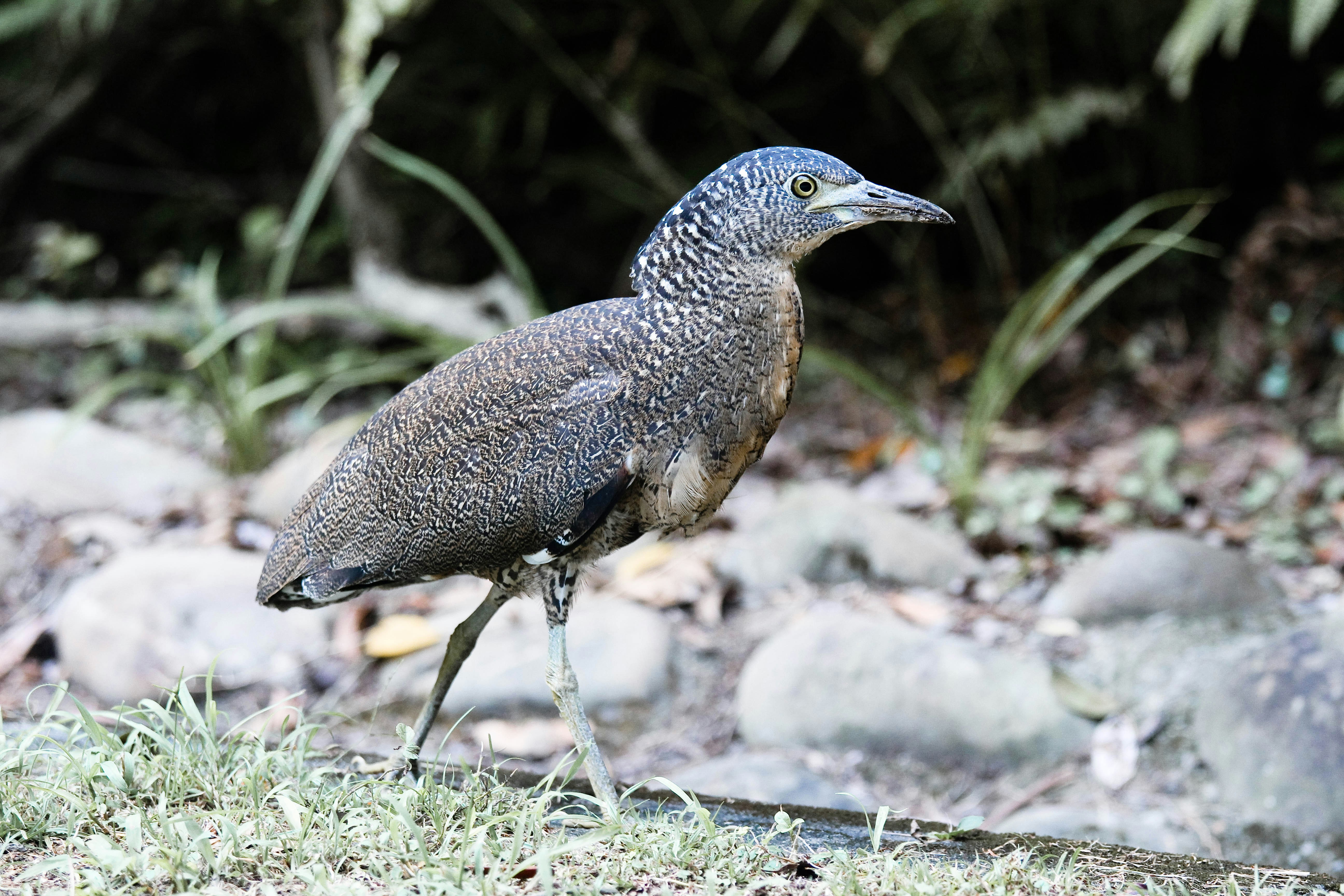 Ein Vogel steht auf Gras und Felsen
