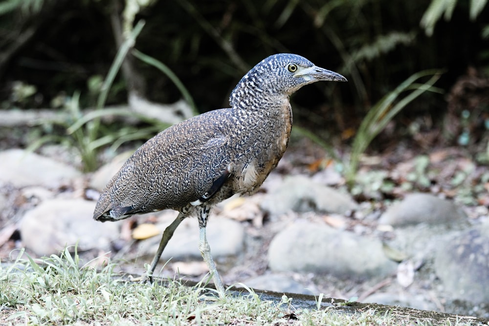 a bird is standing on some grass and rocks