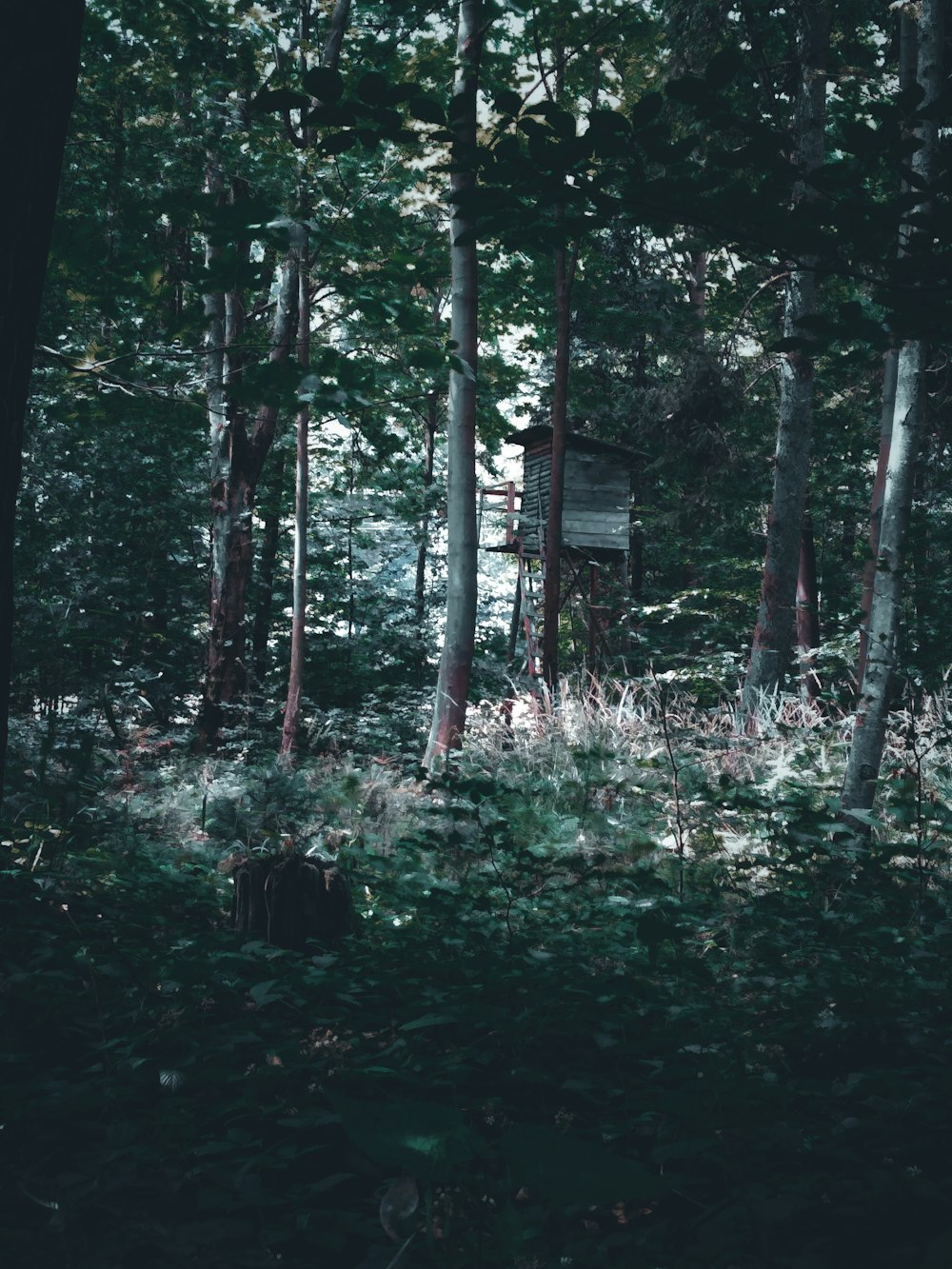 a cabin in the woods surrounded by trees