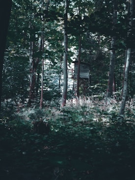 A forest scene with dense trees and foliage, featuring a rustic wooden treehouse among the trees. The lighting creates a shadowy atmosphere, with a mix of green and brown hues dominating the scenery.