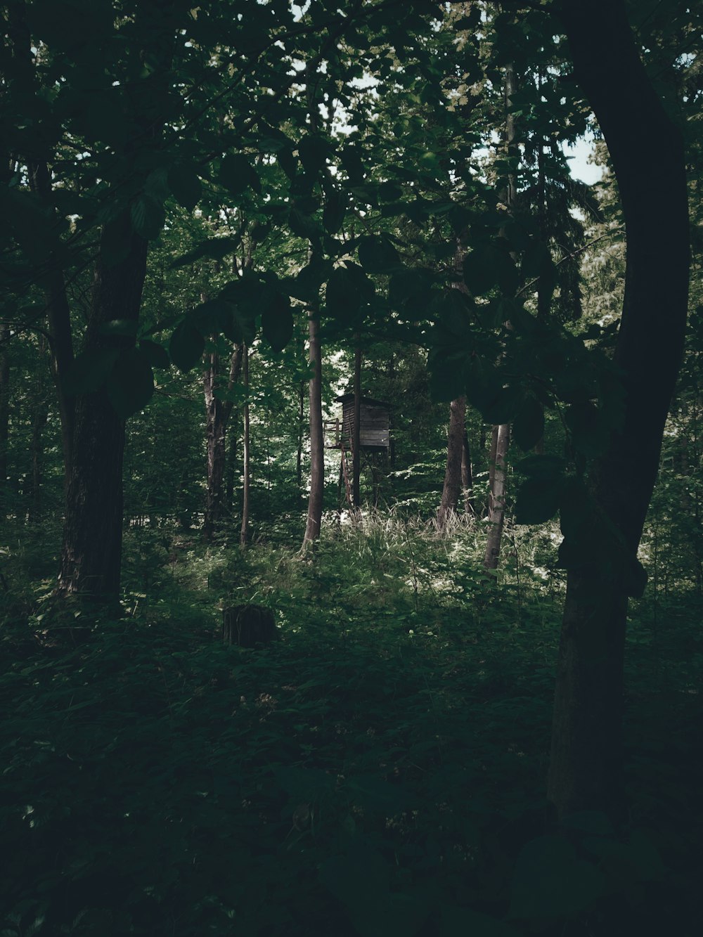 a wooded area with a cabin in the distance