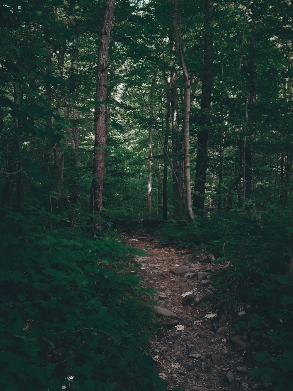 a dirt path in the middle of a forest