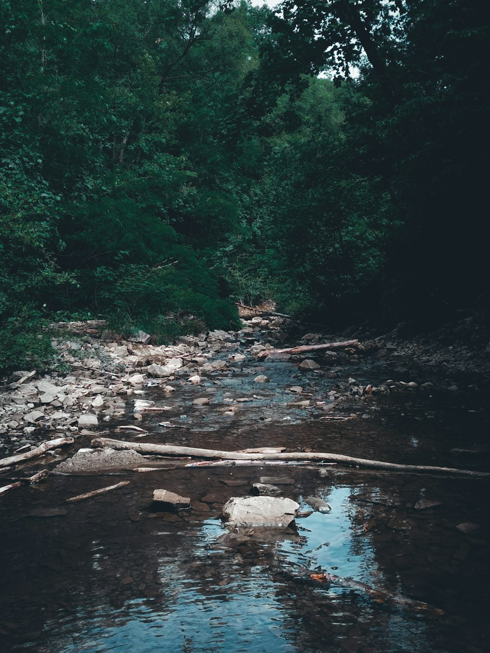 a stream running through a lush green forest