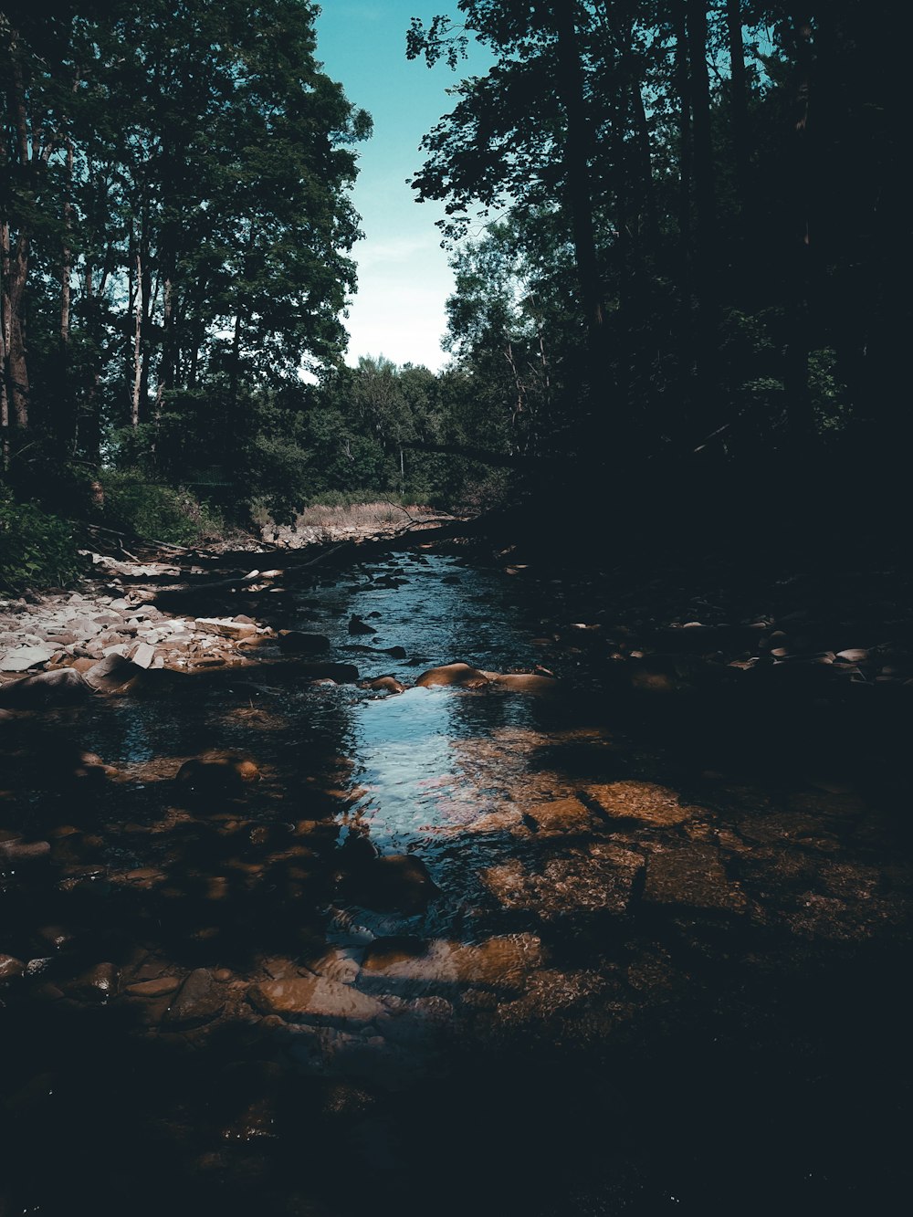 a river running through a lush green forest