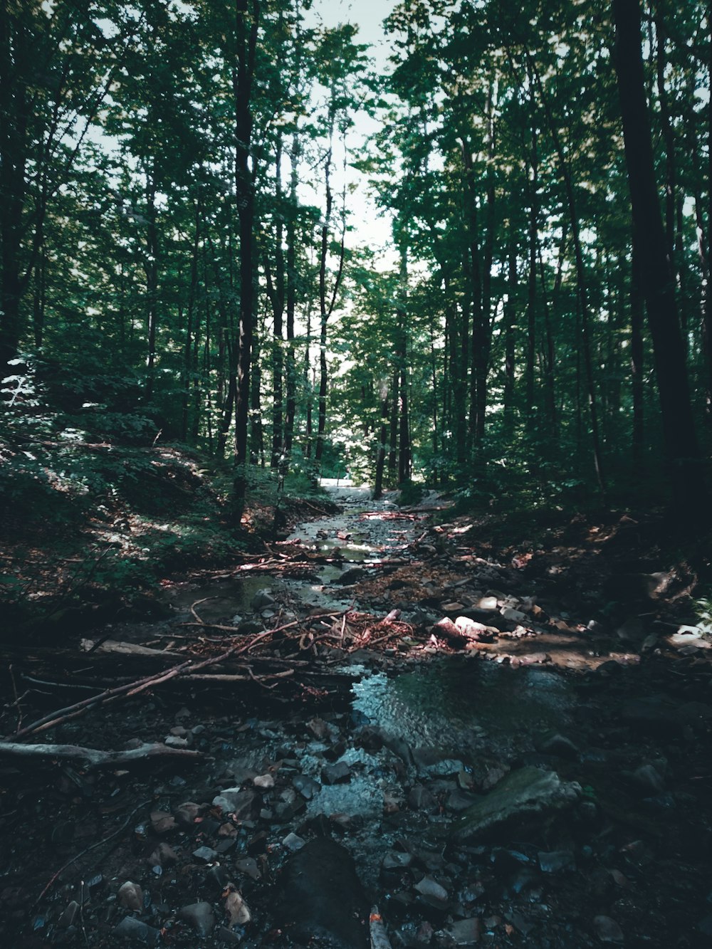 a stream running through a forest filled with lots of trees