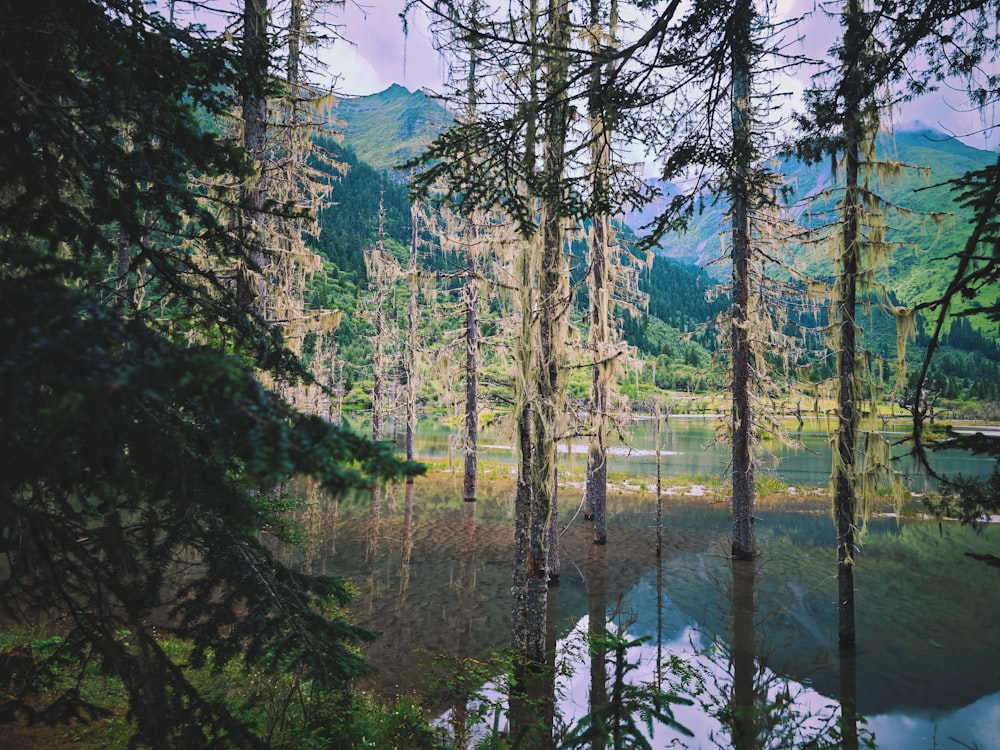 a lake surrounded by trees in the middle of a forest