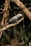 A grey parrot is perched on a branch with a natural, blurred background. The bird has a black beak and a subtle splash of red on its tail feathers. The setting appears to be indoors, resembling a habitat enclosure with woody branches and some green plants visible.