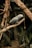 A grey parrot is perched on a branch with a natural, blurred background. The bird has a black beak and a subtle splash of red on its tail feathers. The setting appears to be indoors, resembling a habitat enclosure with woody branches and some green plants visible.