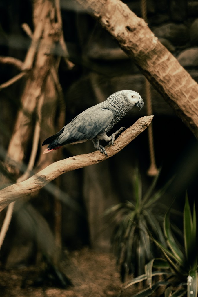 African Grey Placeholder