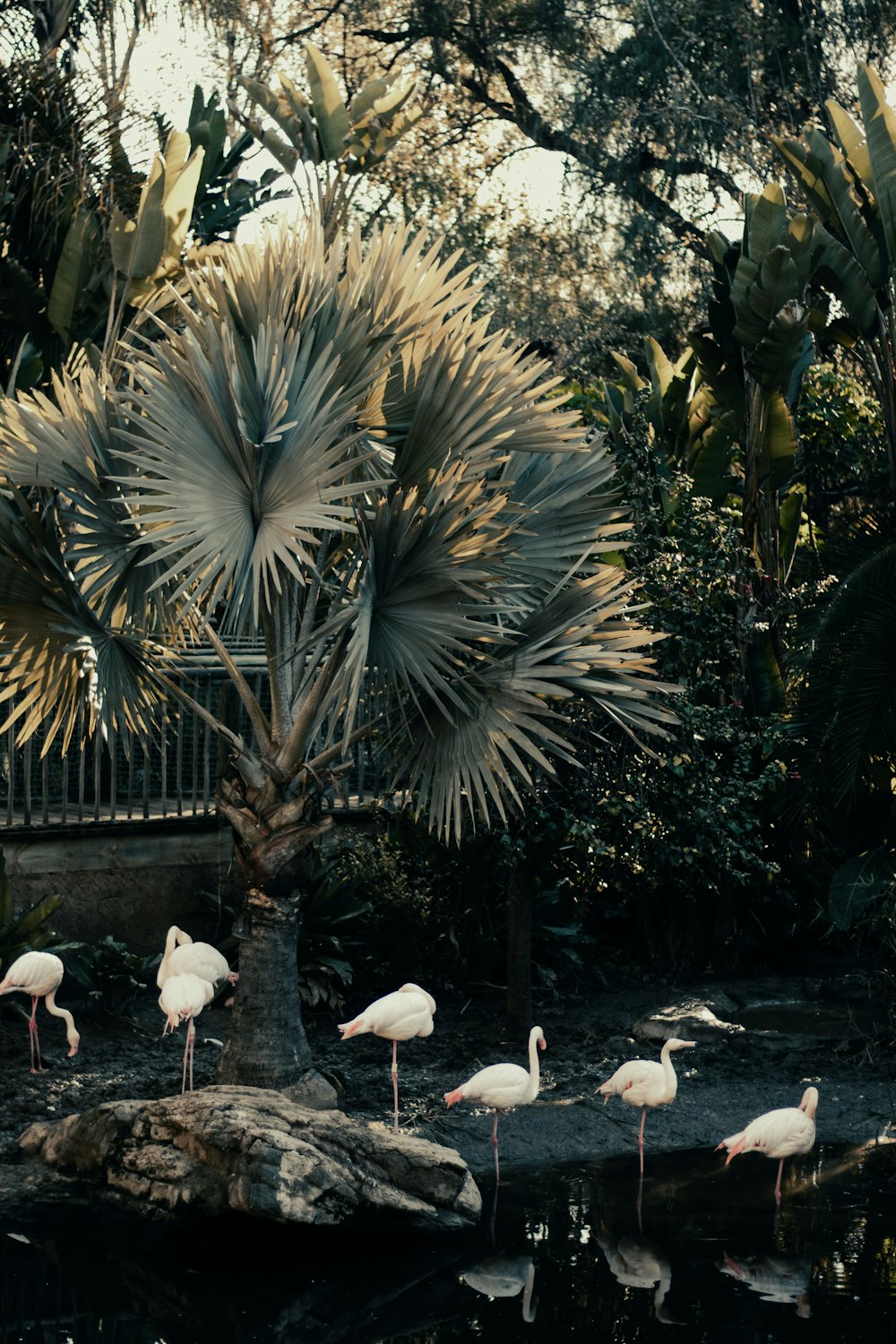 a group of flamingos standing in a pond next to a palm tree