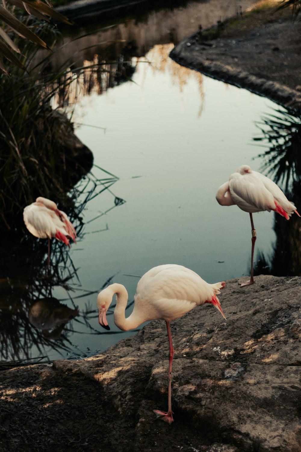 three flamingos standing on a rock next to a body of water