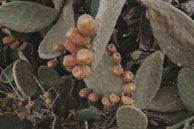 A close-up view of a prickly pear cactus with clusters of orange-reddish fruit growing on its pads. The cactus pads are green with some patches of brown and have small spines. The background consists of more cactus pads and dry vegetation.