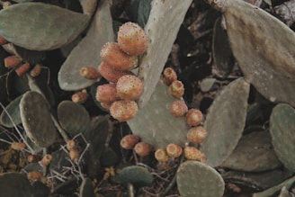 A close-up view of a prickly pear cactus with clusters of orange-reddish fruit growing on its pads. The cactus pads are green with some patches of brown and have small spines. The background consists of more cactus pads and dry vegetation.
