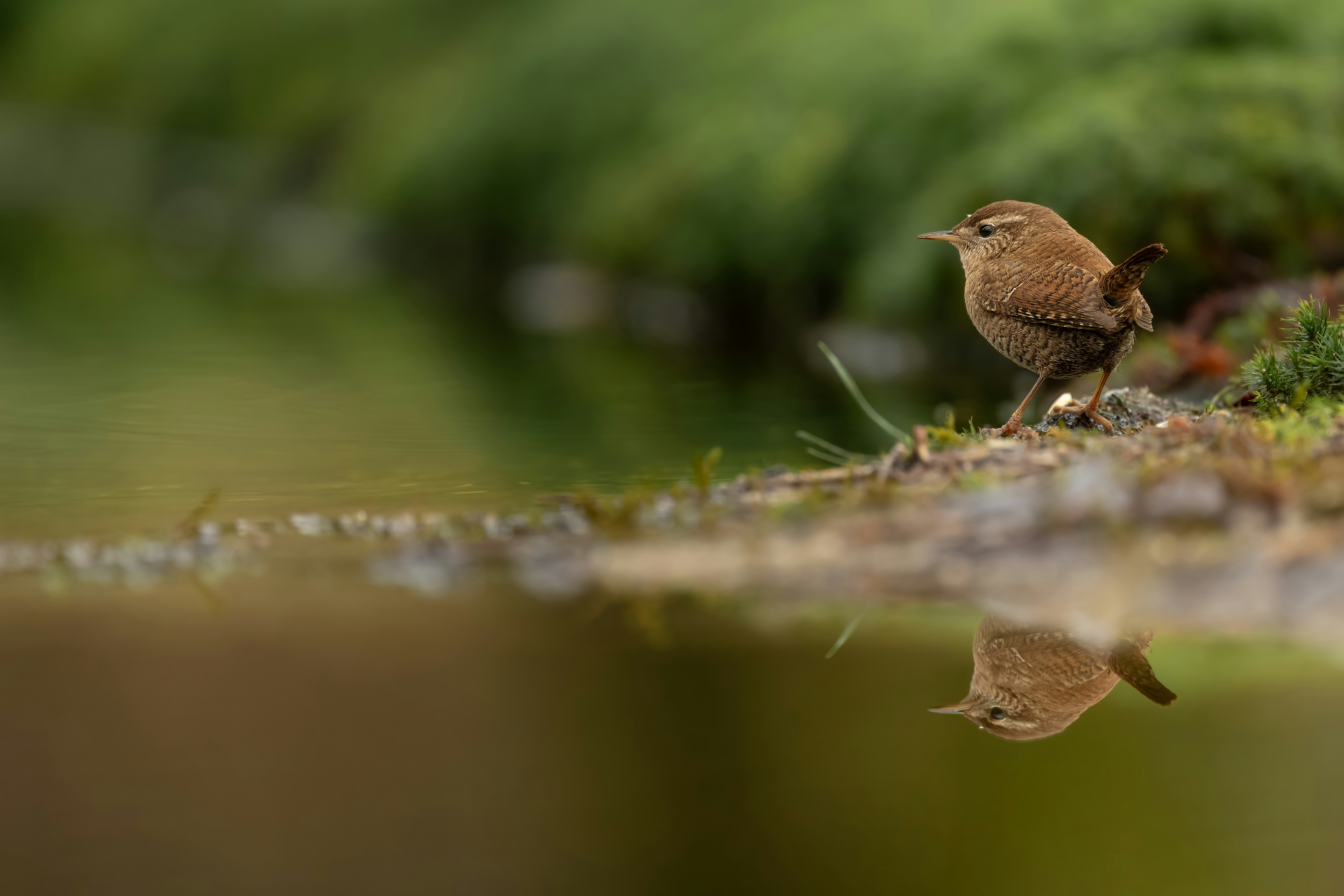 How to Observe and Photograph the Aquatic Warbler