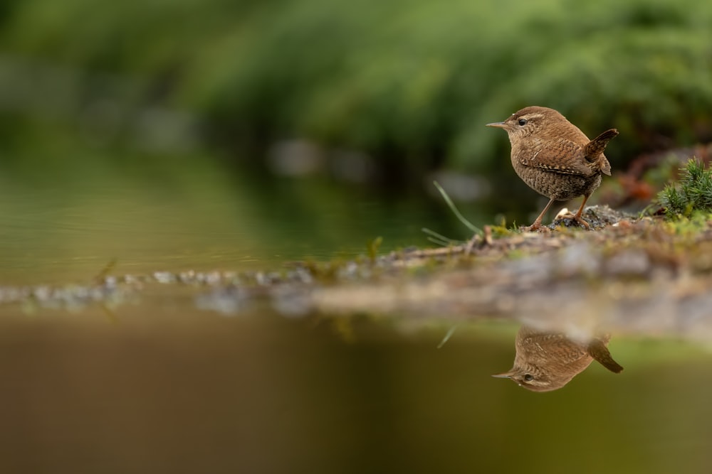 a small bird standing on the ground next to a body of water