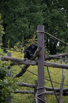 A chimpanzee is sitting on wooden logs and ropes in an outdoor setting surrounded by lush green foliage. The environment suggests an enrichment area or habitat designed for climbing and exploration.