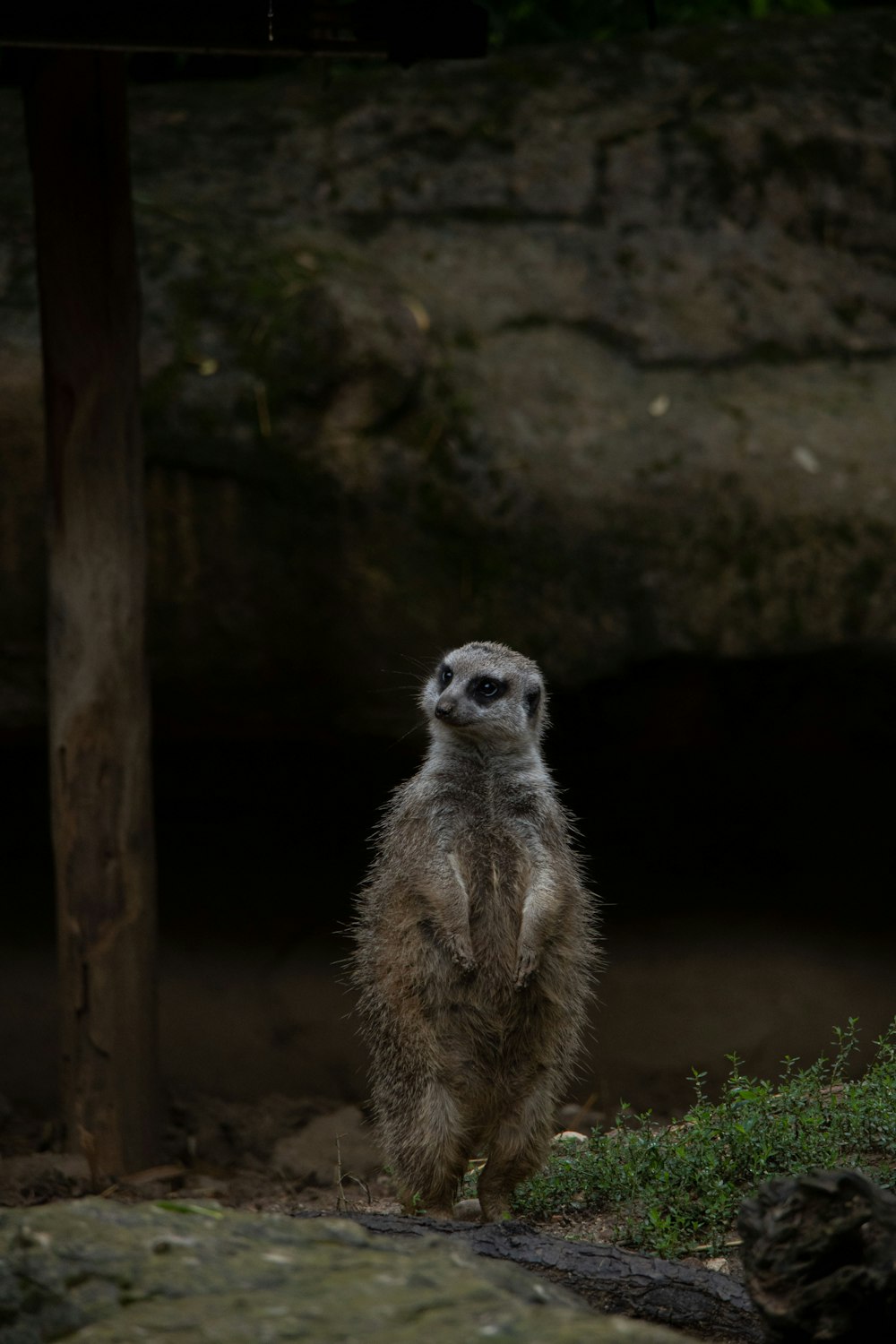 a meerkat standing on a rock in a zoo