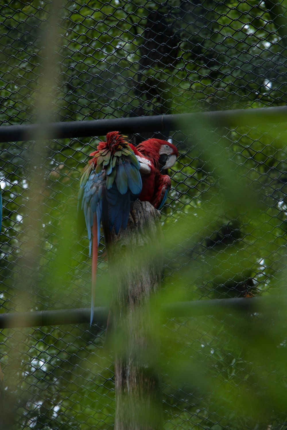 a red and blue parrot sitting on top of a tree
