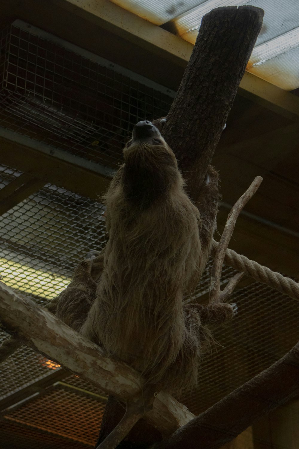 a sloth hanging from a tree branch in a cage