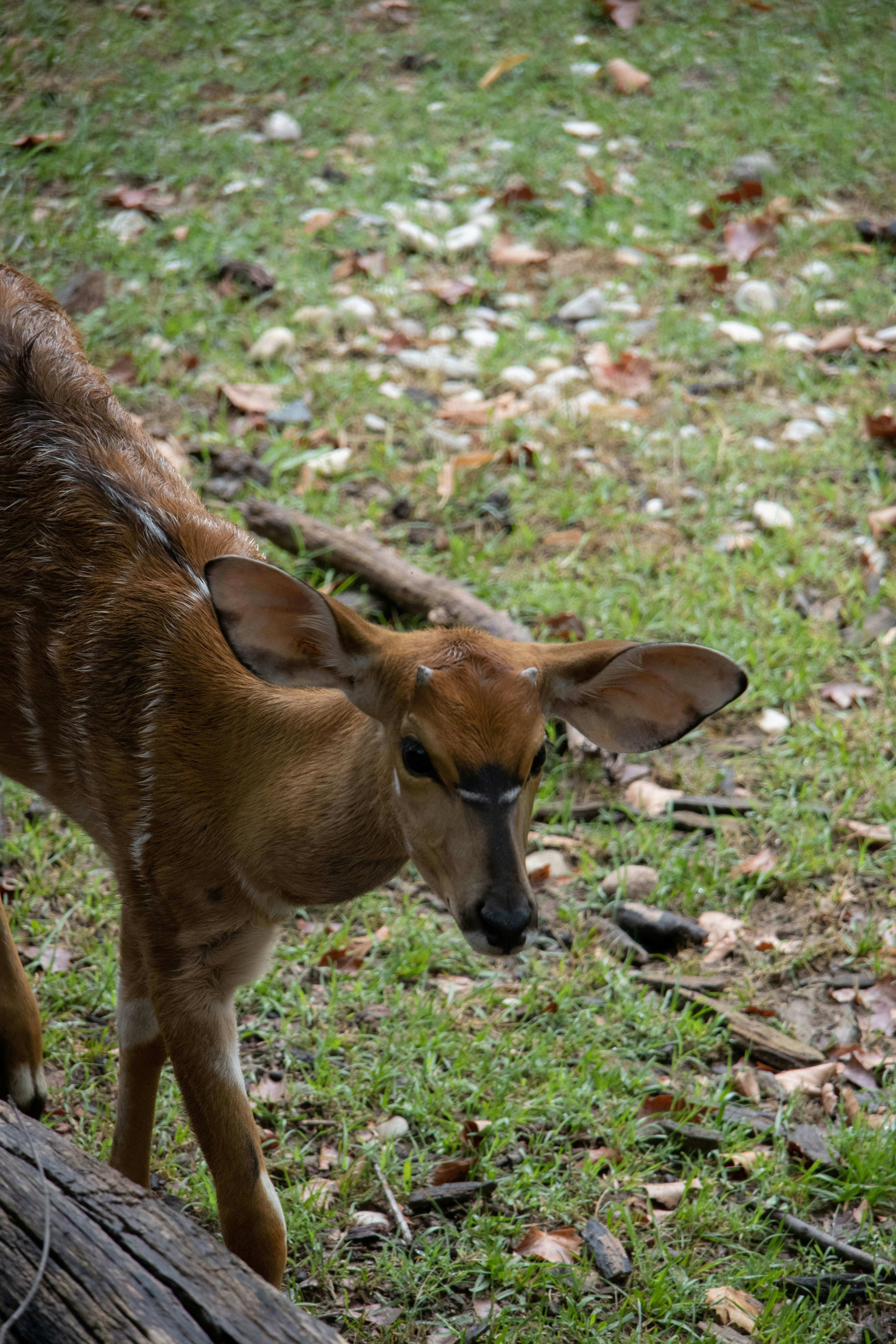 a baby deer standing on top of a lush green field