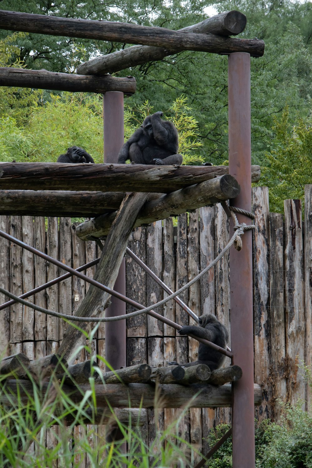 a group of gorillas sitting on top of a wooden fence