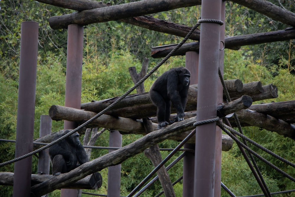 a gorilla standing on top of a wooden structure