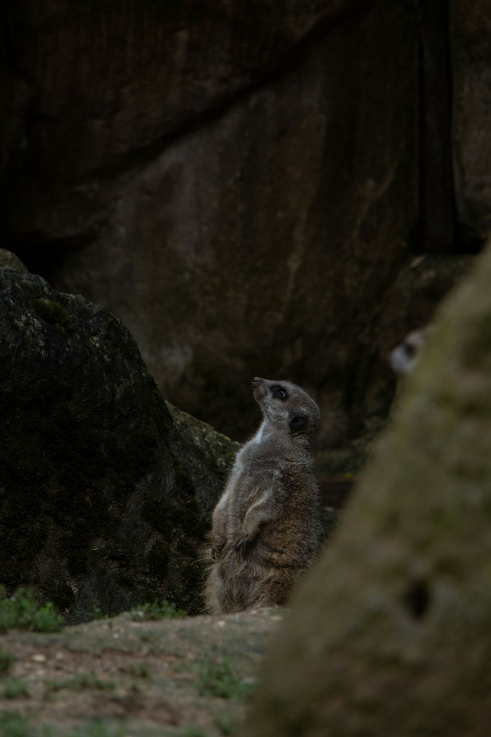 a meerkat standing on its hind legs in a rocky area