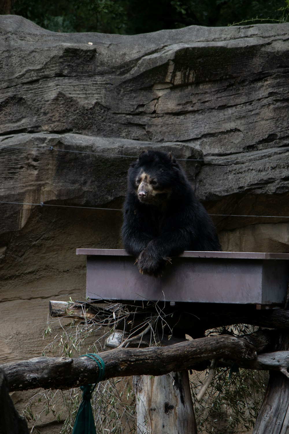 a black bear sitting on top of a wooden platform