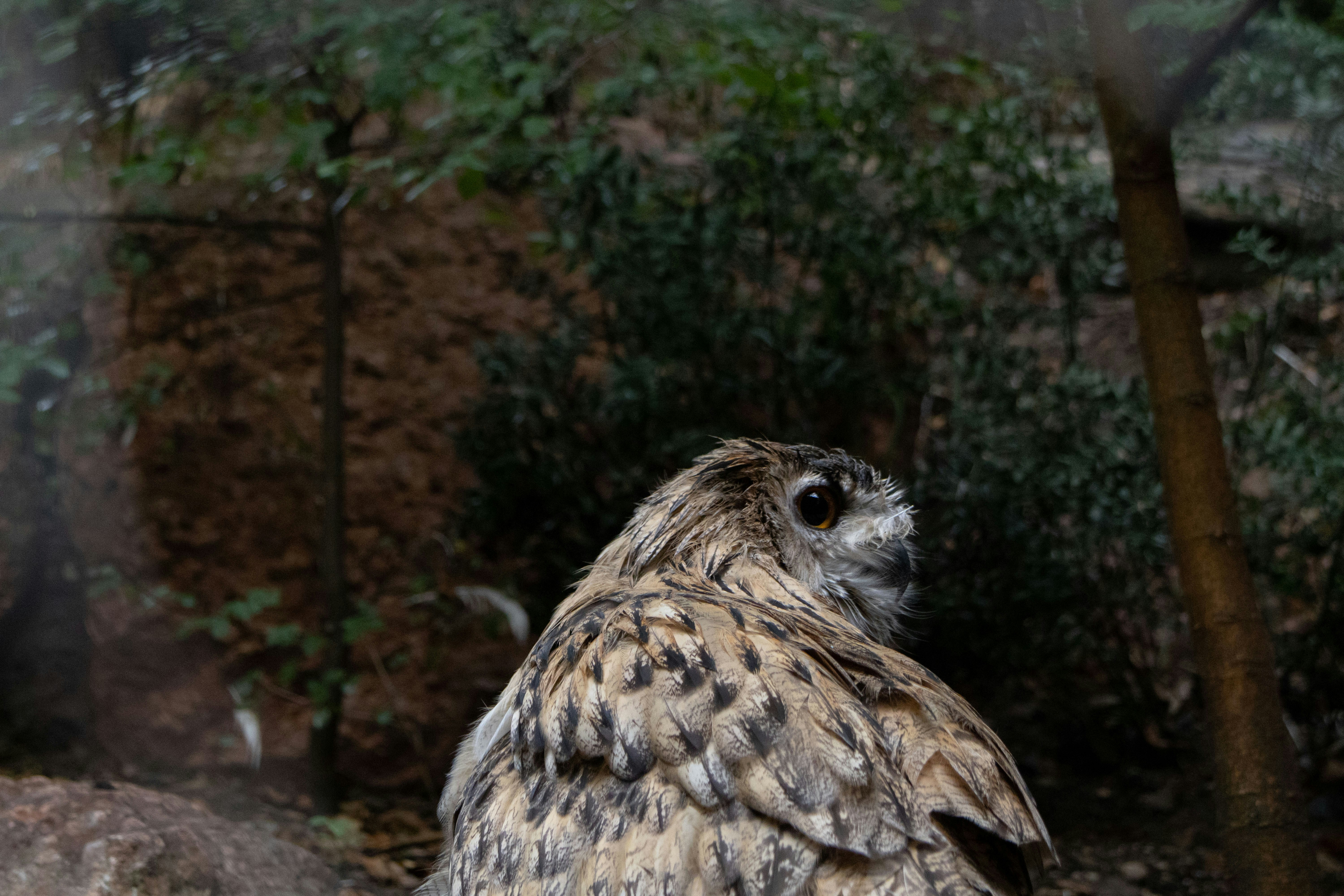 an owl sitting on a rock in a forest