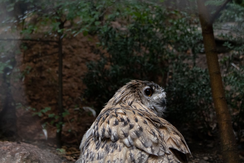 an owl sitting on a rock in a forest