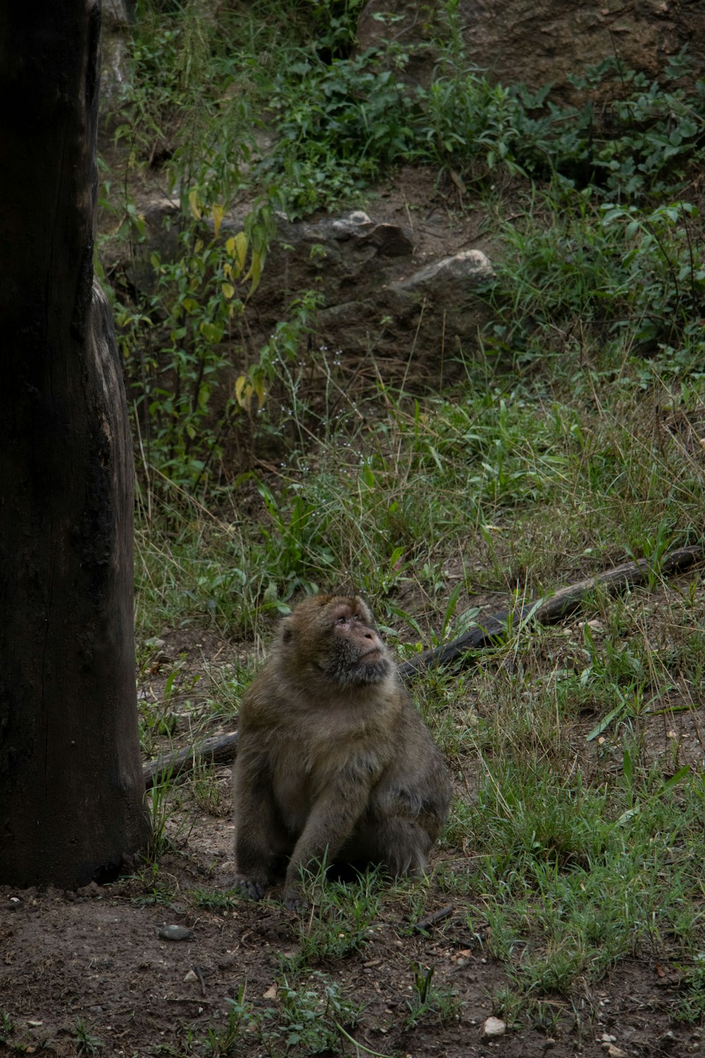 a monkey sitting in the grass next to a tree