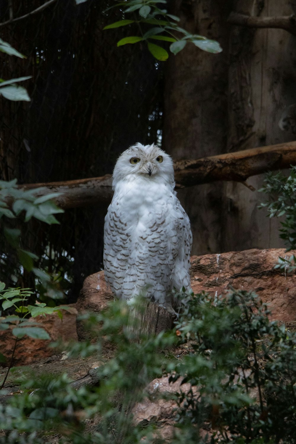 a white owl sitting on top of a rock