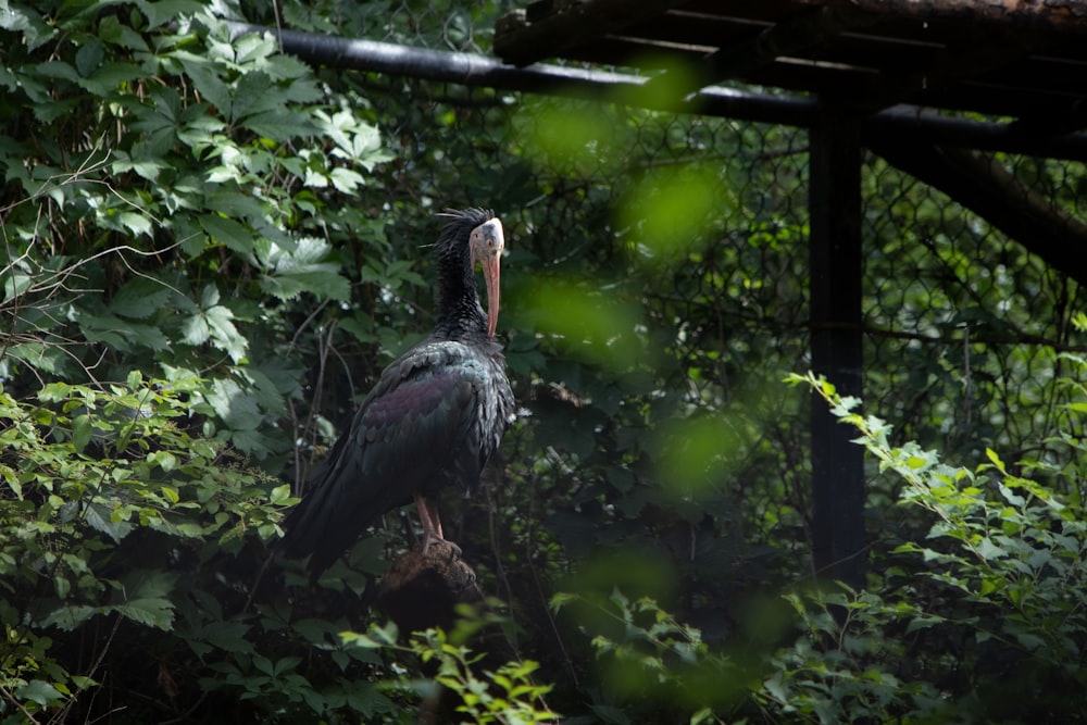 a large bird standing in the middle of a forest