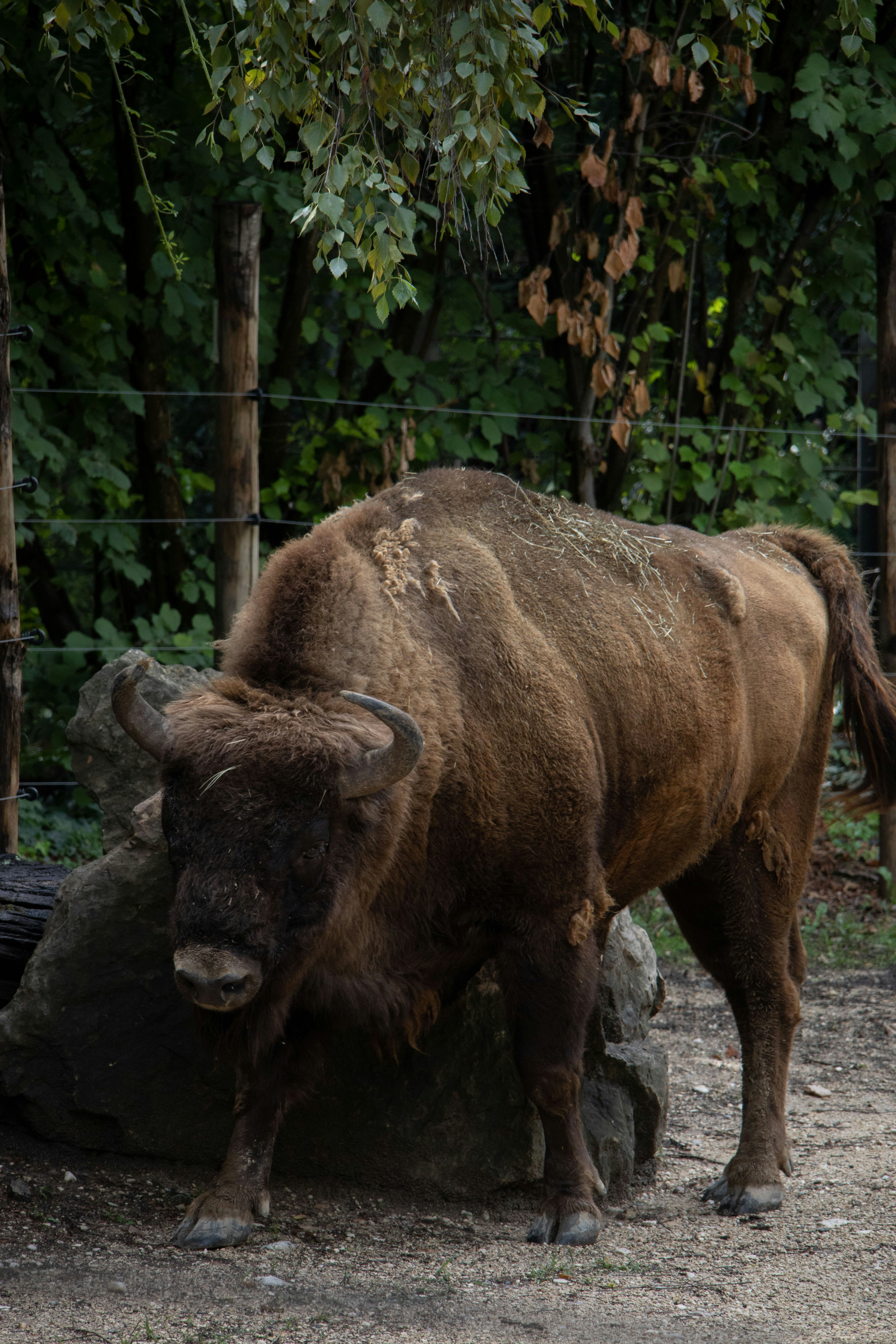 a bison standing next to a pile of rocks