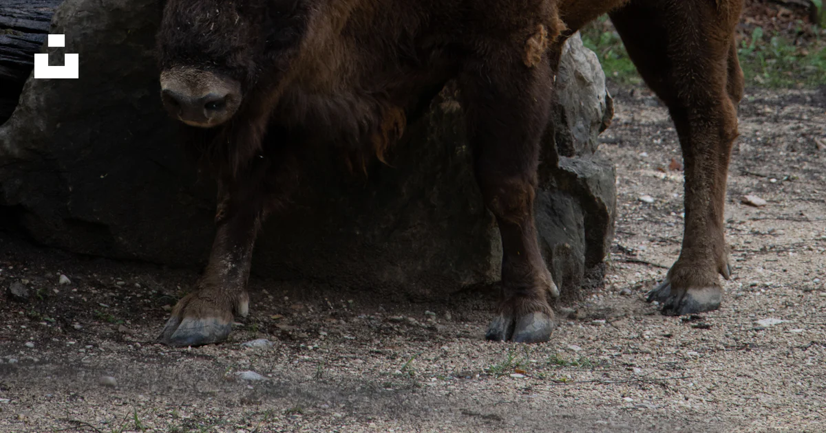 A bison standing next to a pile of rocks photo – Free Natura Image on ...