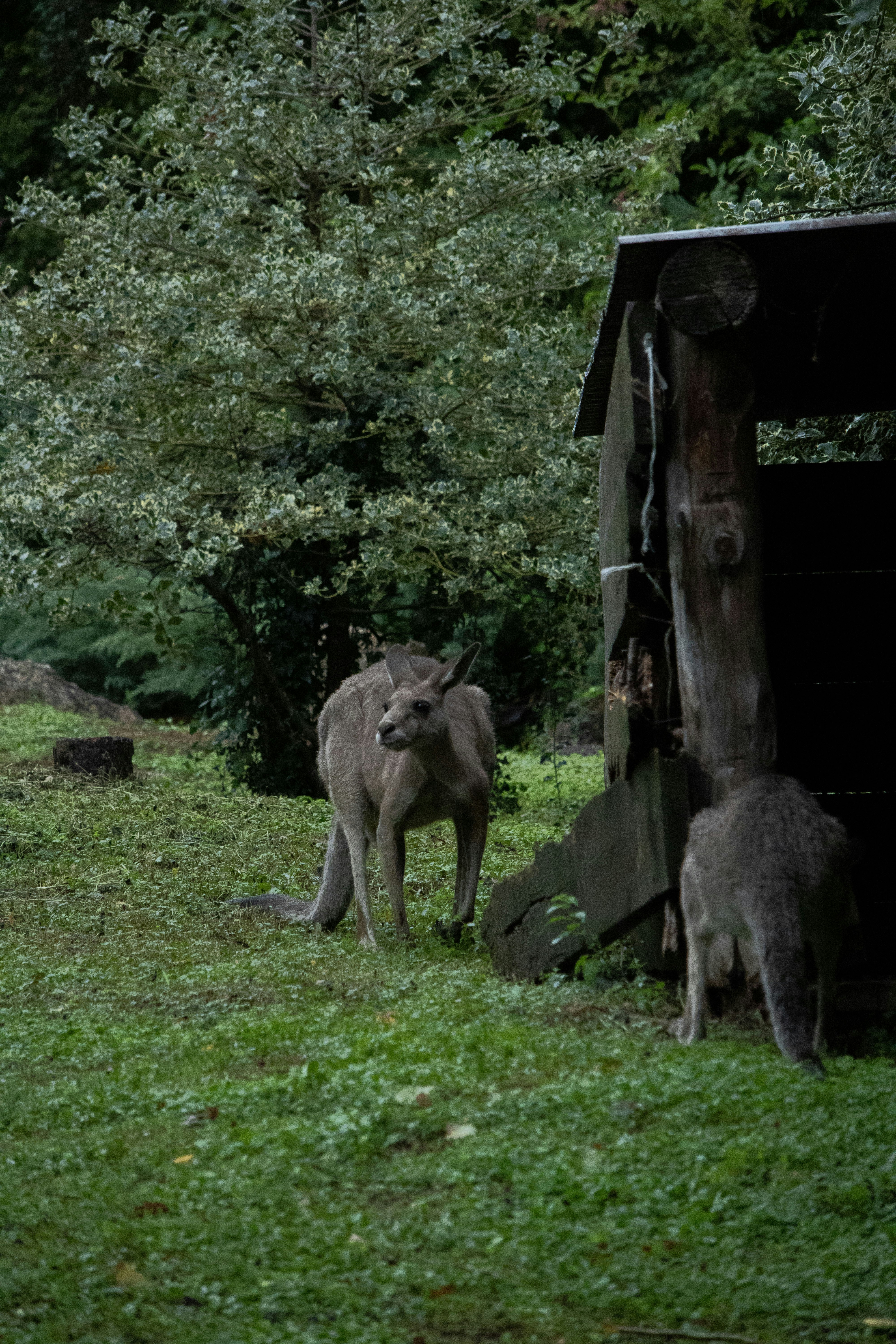 a couple of animals that are standing in the grass