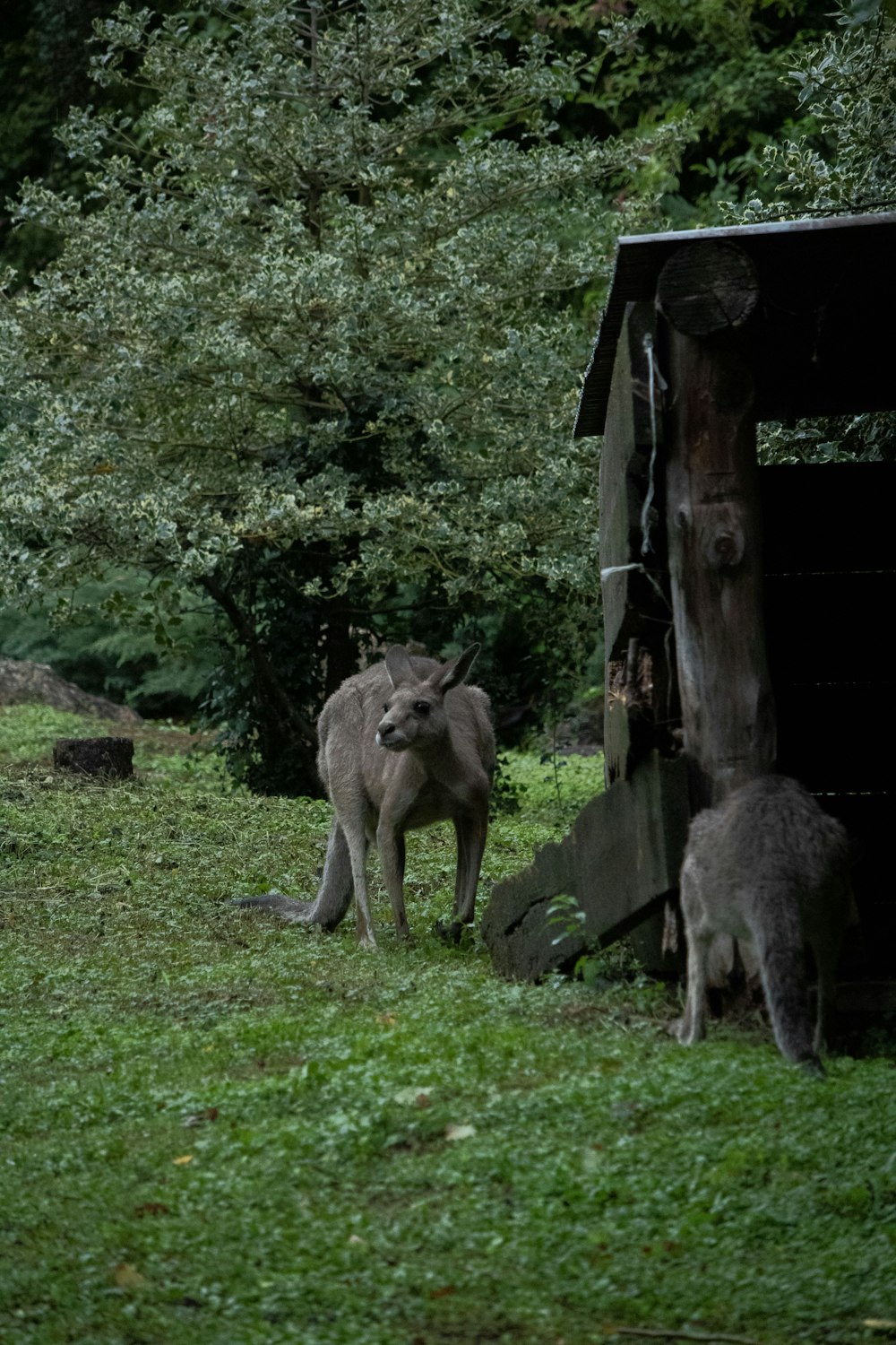 a couple of animals that are standing in the grass