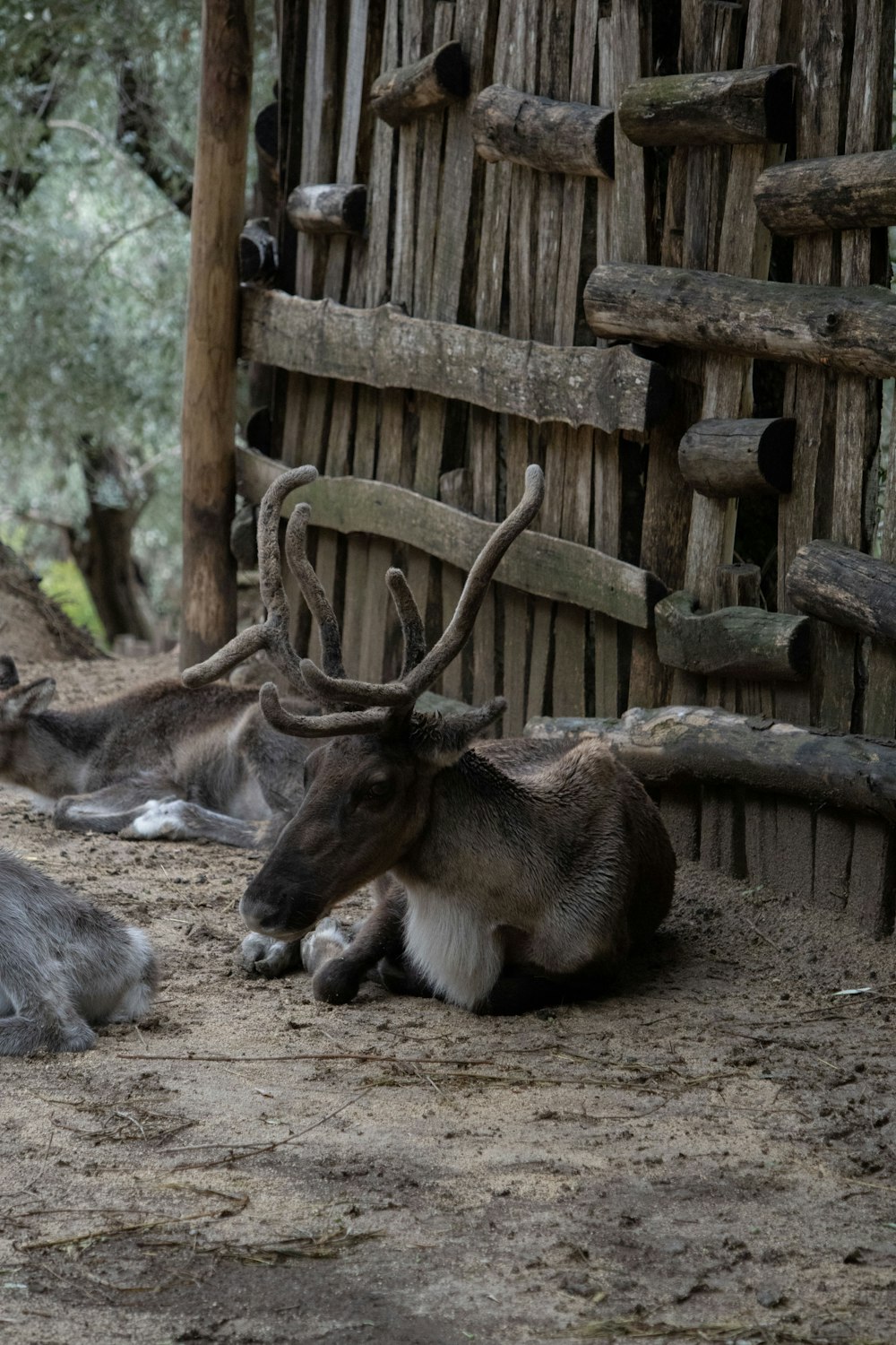 a couple of deer laying on top of a dirt field